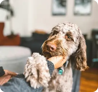 A dog being stroked