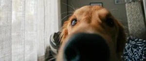 Close up of a dog and its nose