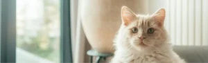 White cat looking at the camera