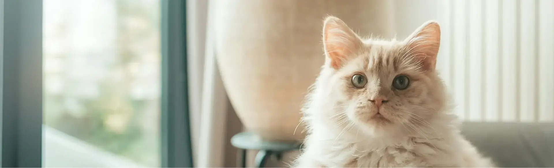 White cat looking at the camera