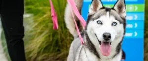 A dog on a pink leash