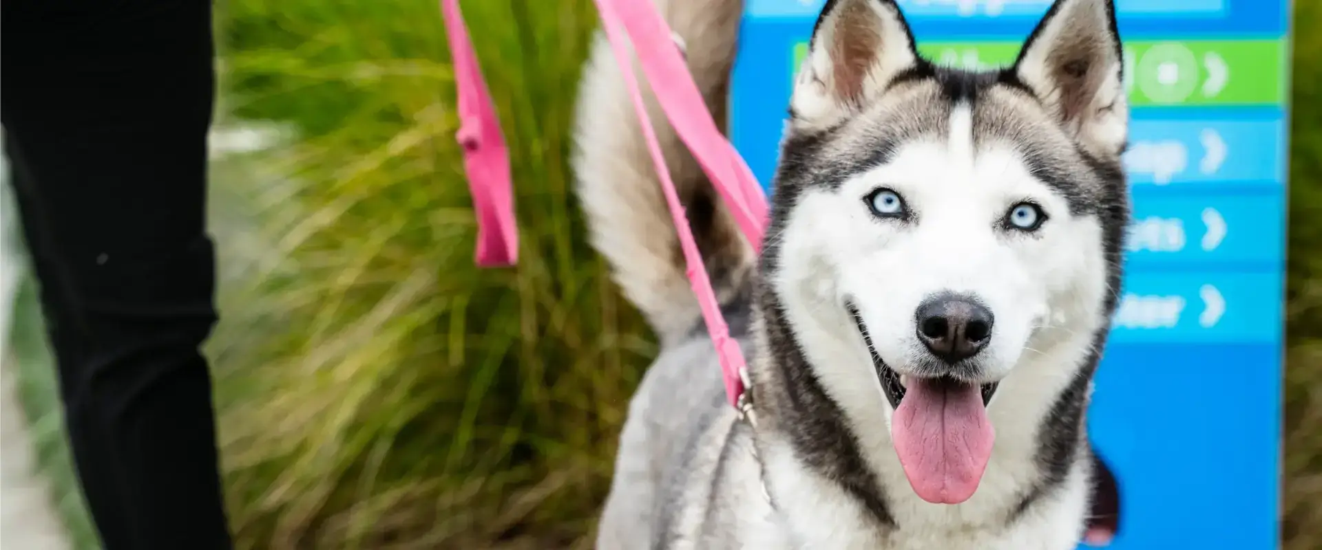 A dog on a pink leash
