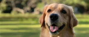 A dog outside with a grass lawn behind