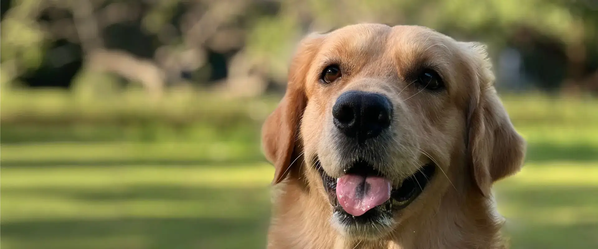 A dog outside with a grass lawn behind