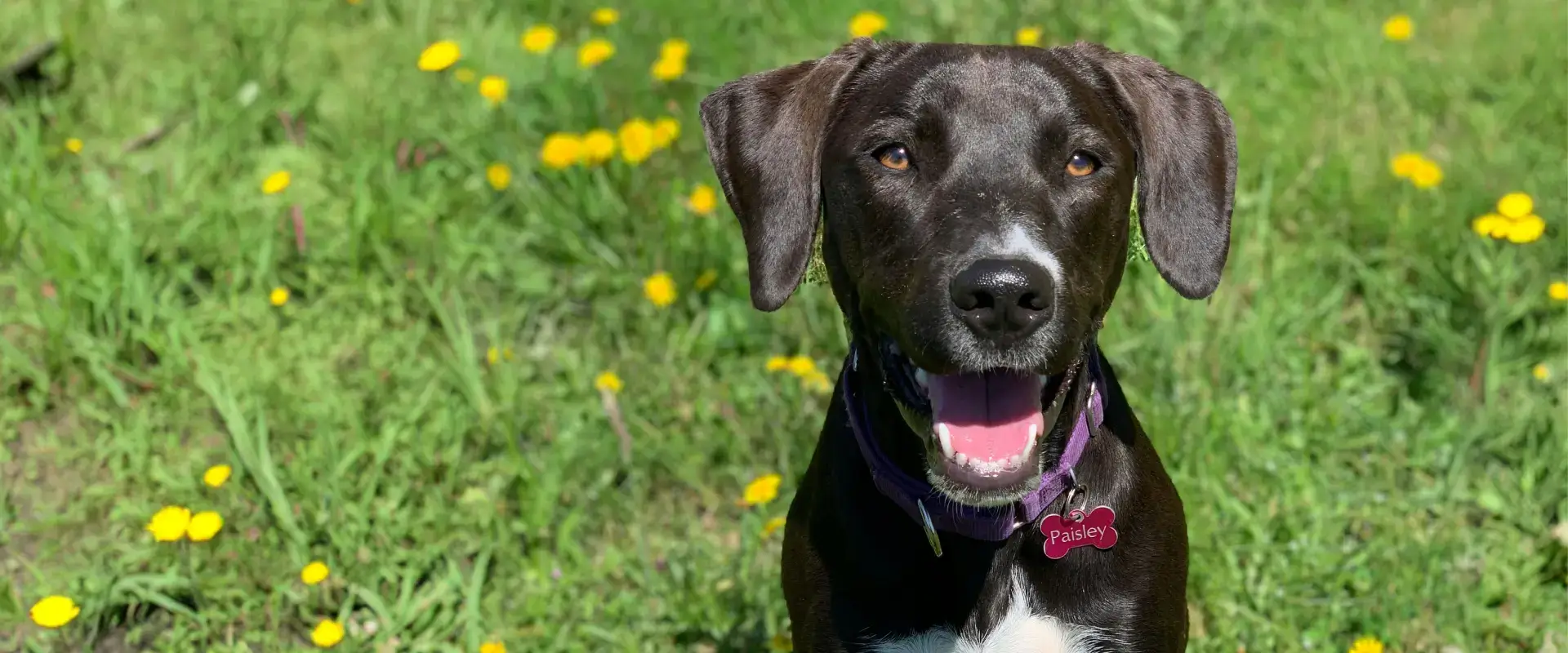 A dog outside on the grass