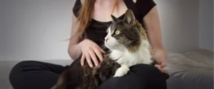 A cat sitting on a lap