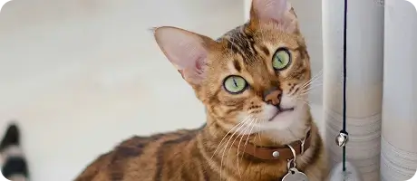 A cat looking at the camera