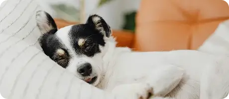 A sleeping dog