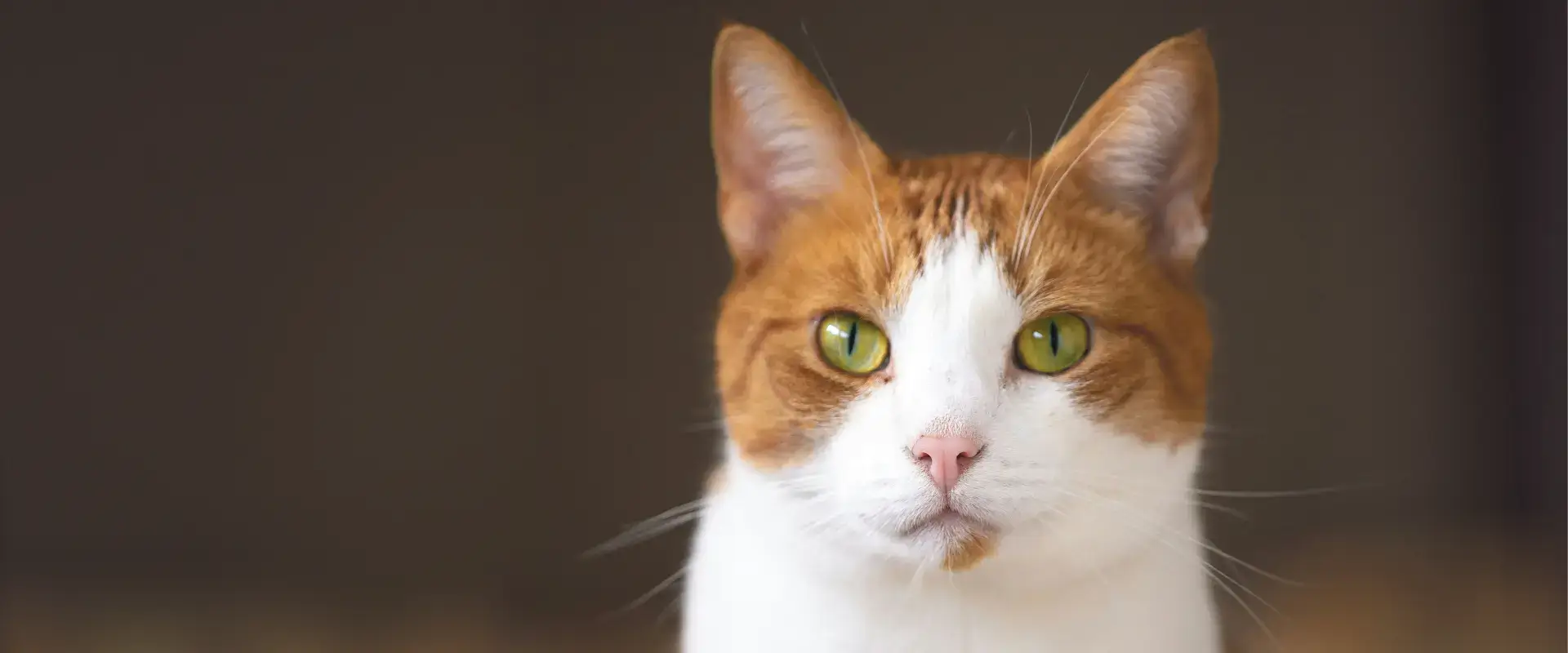 A white and orange cat
