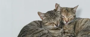 Two cats together