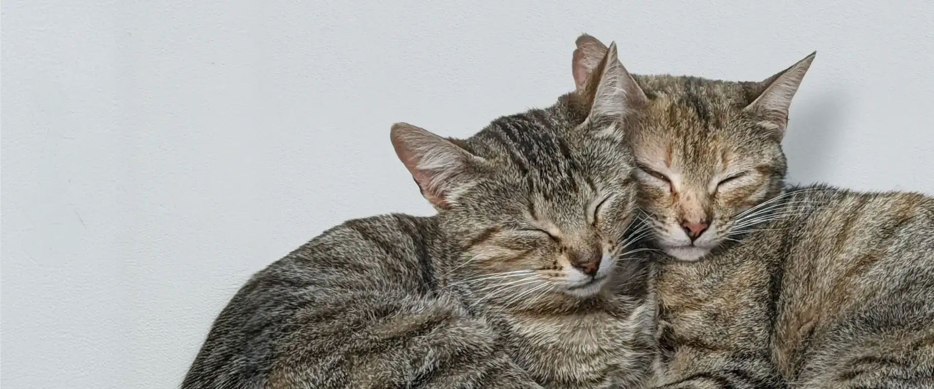 Two cats together