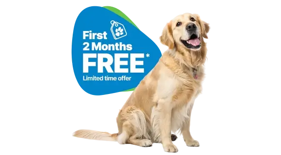A golden retriever showcasing first 2 months free