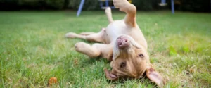 A dog enjoying the grassy outdoors