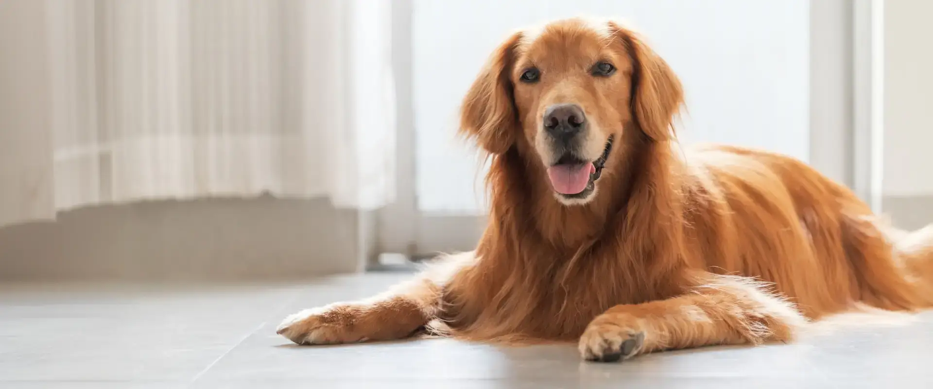 Golden Retriever lying on the floor