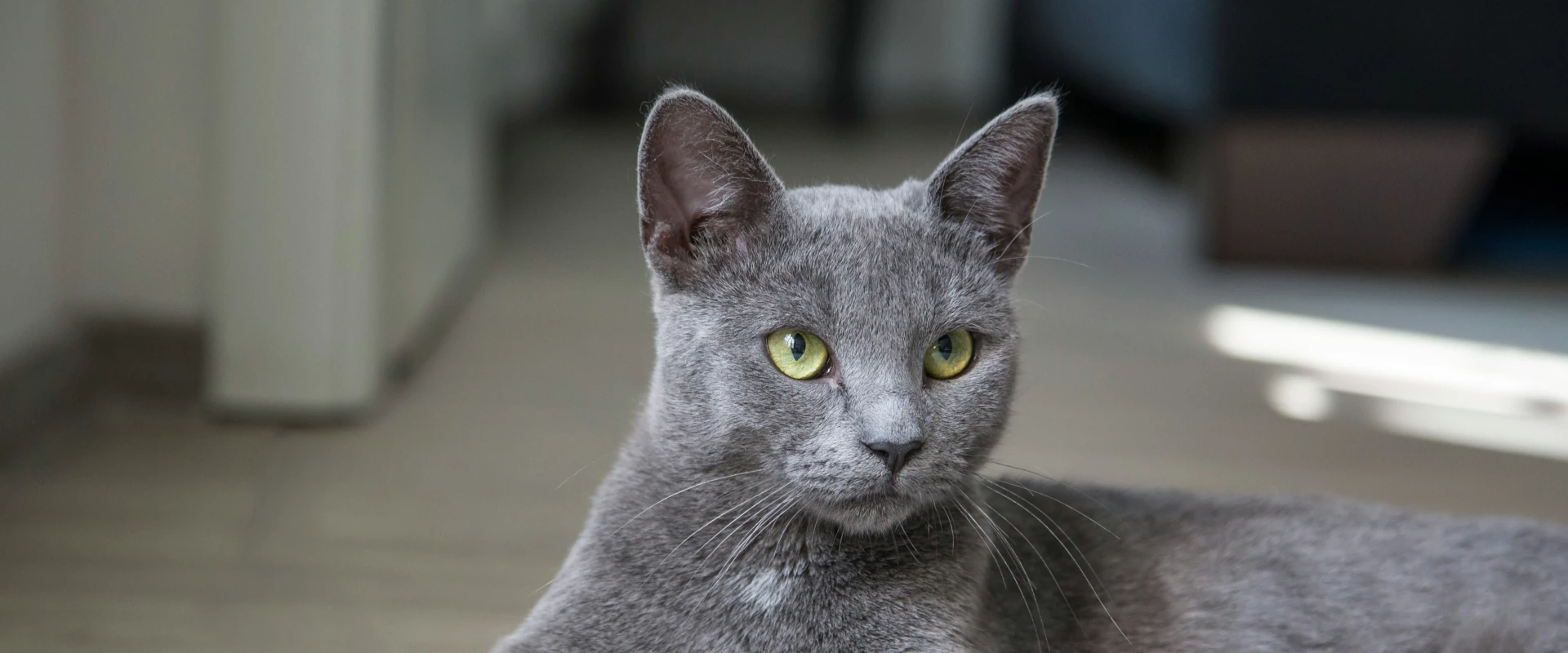 Grey cat on the floor