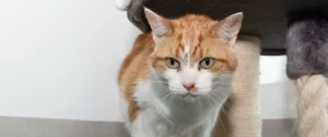 An orange and white cat