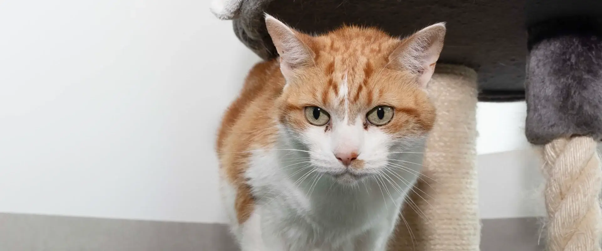 An orange and white cat