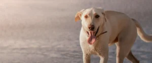 A dog on the sand