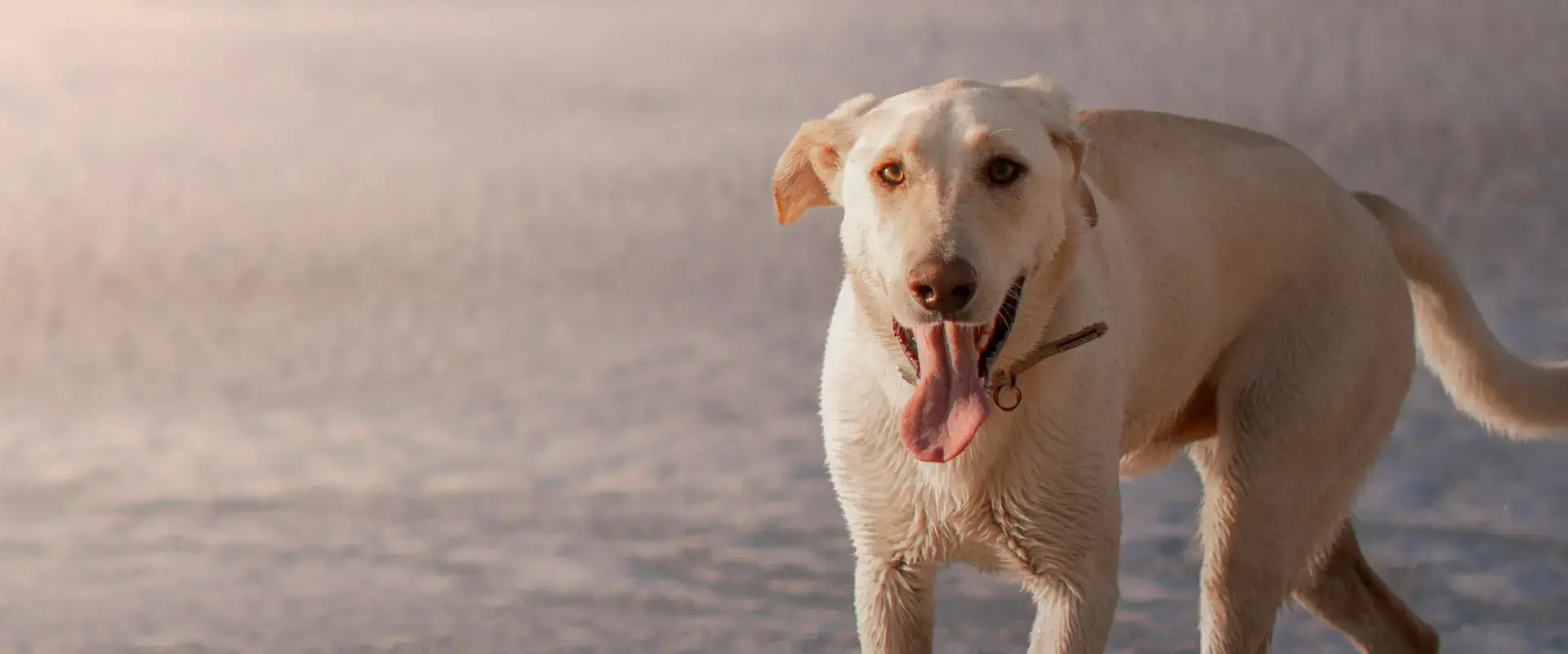 A dog on the sand