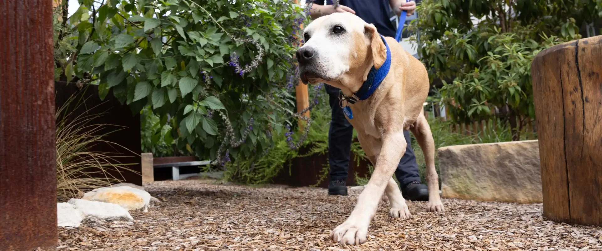 An older looking Labrador