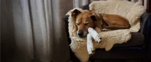 A dog sleeping in a chair