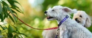 Two dogs together