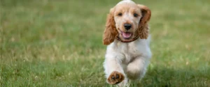 A puppy running across a lawn