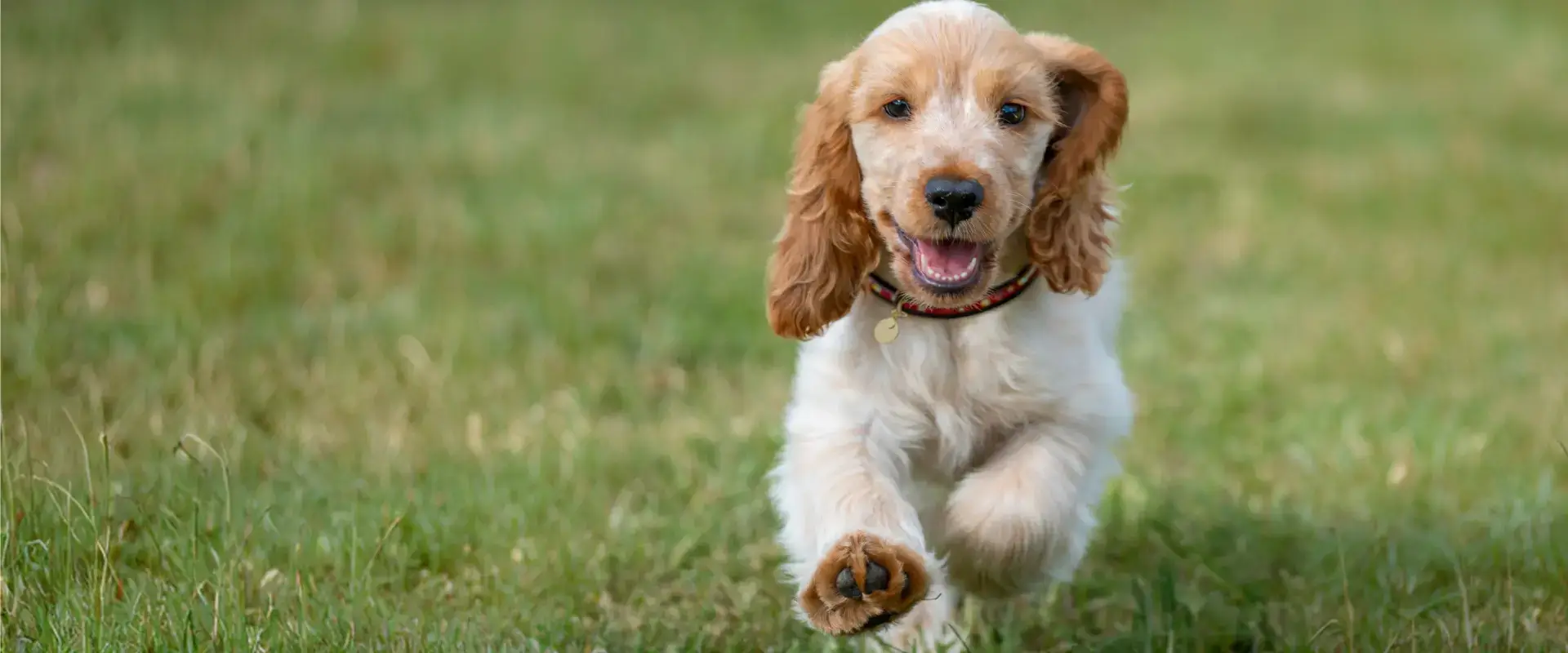 A puppy running across a lawn