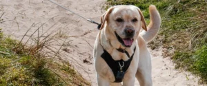 An older looking Labrador