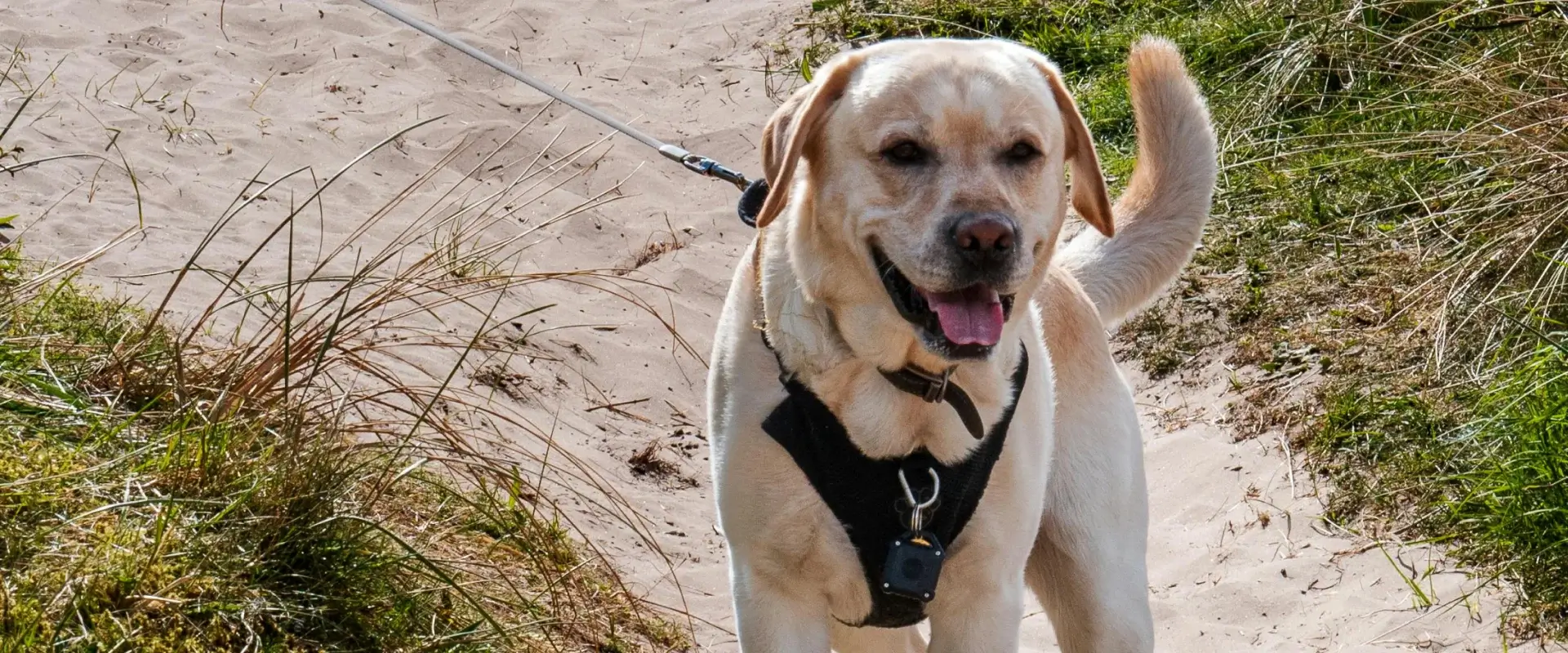 An older looking Labrador