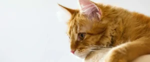 Orange cat