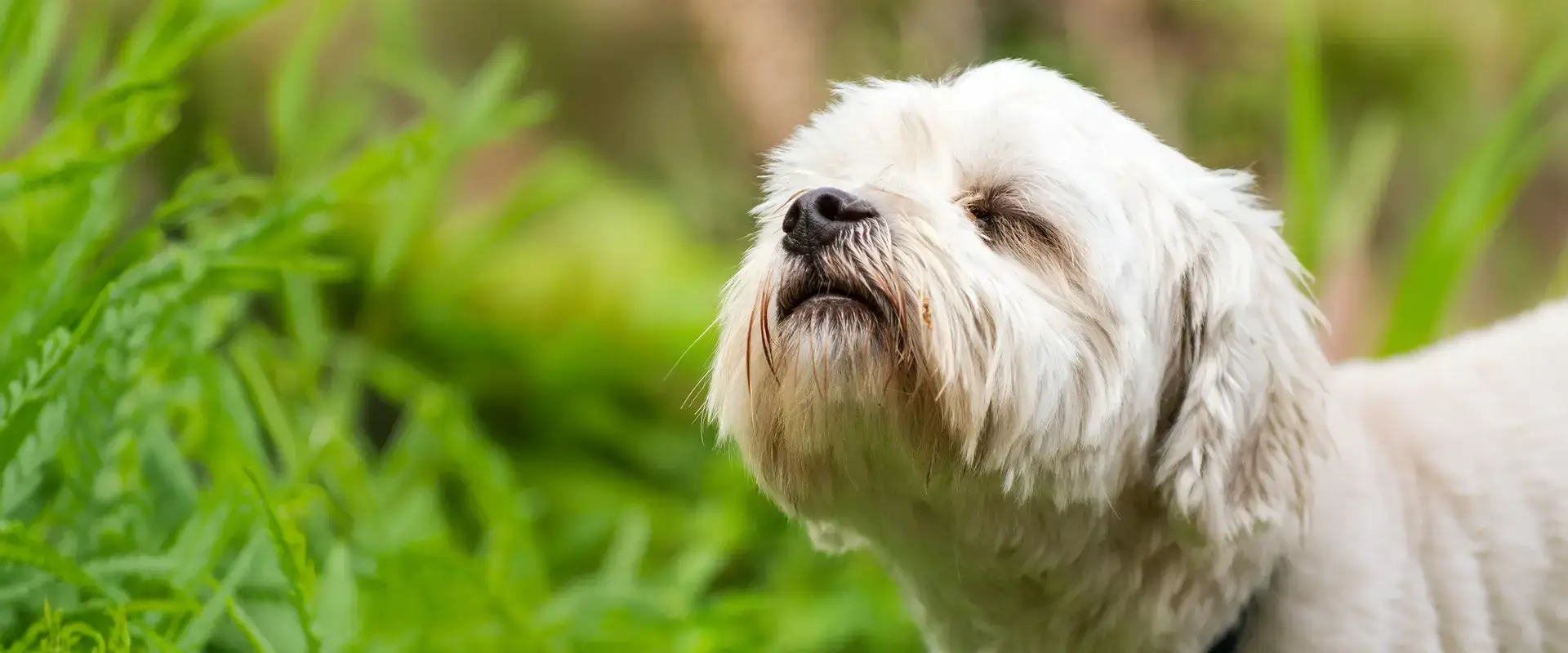 Dog sniffing the air