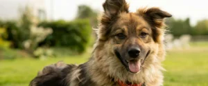 A dog outside with a field behind
