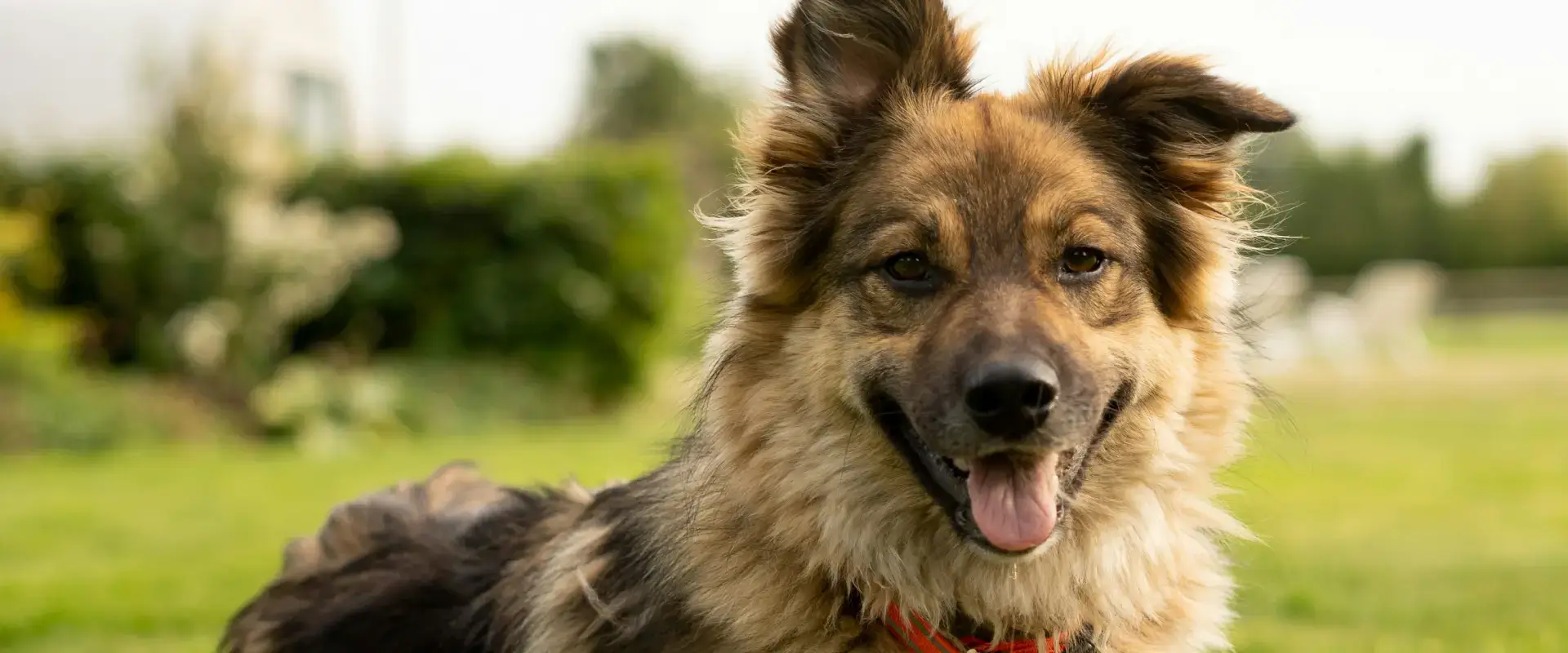 A dog outside with a field behind