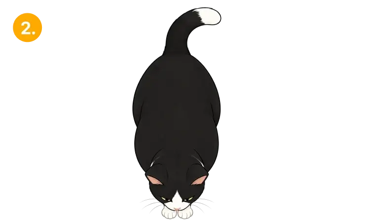 Obese cat 2