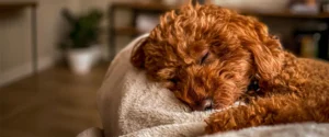 A dog sleeping