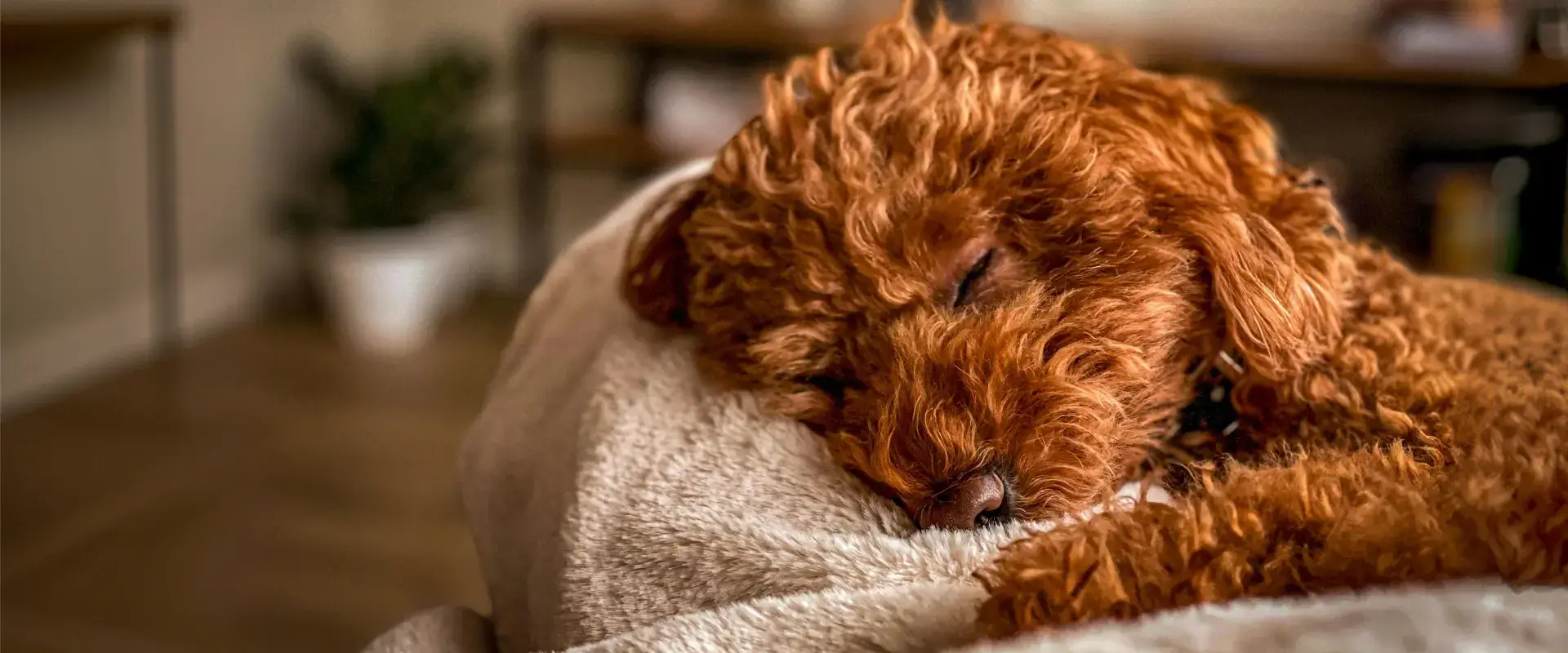 A dog sleeping
