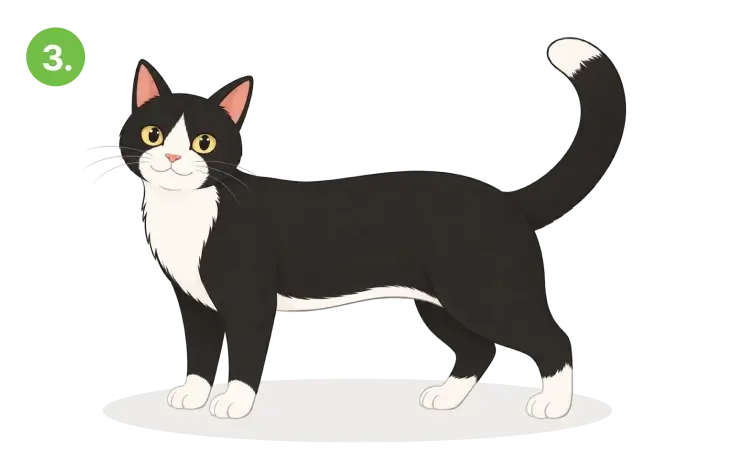 Healthy cat 3