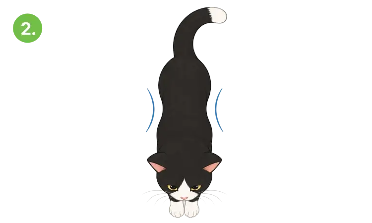 Healthy cat 2