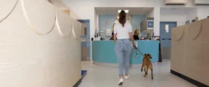 A dog at the vet