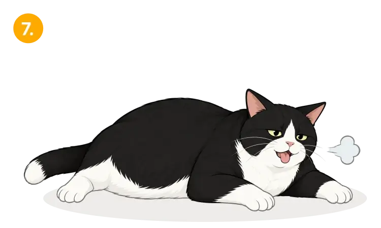 Obese cat 7