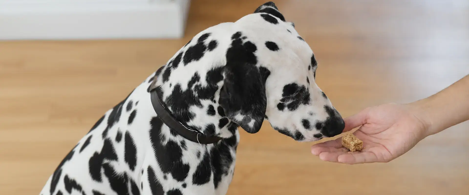 A dalmation eating out a hand