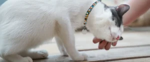 A cat wearing a collar