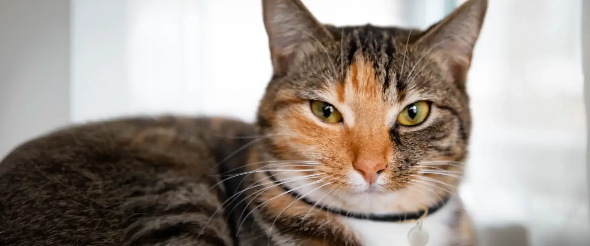 A cat looking towards the camera