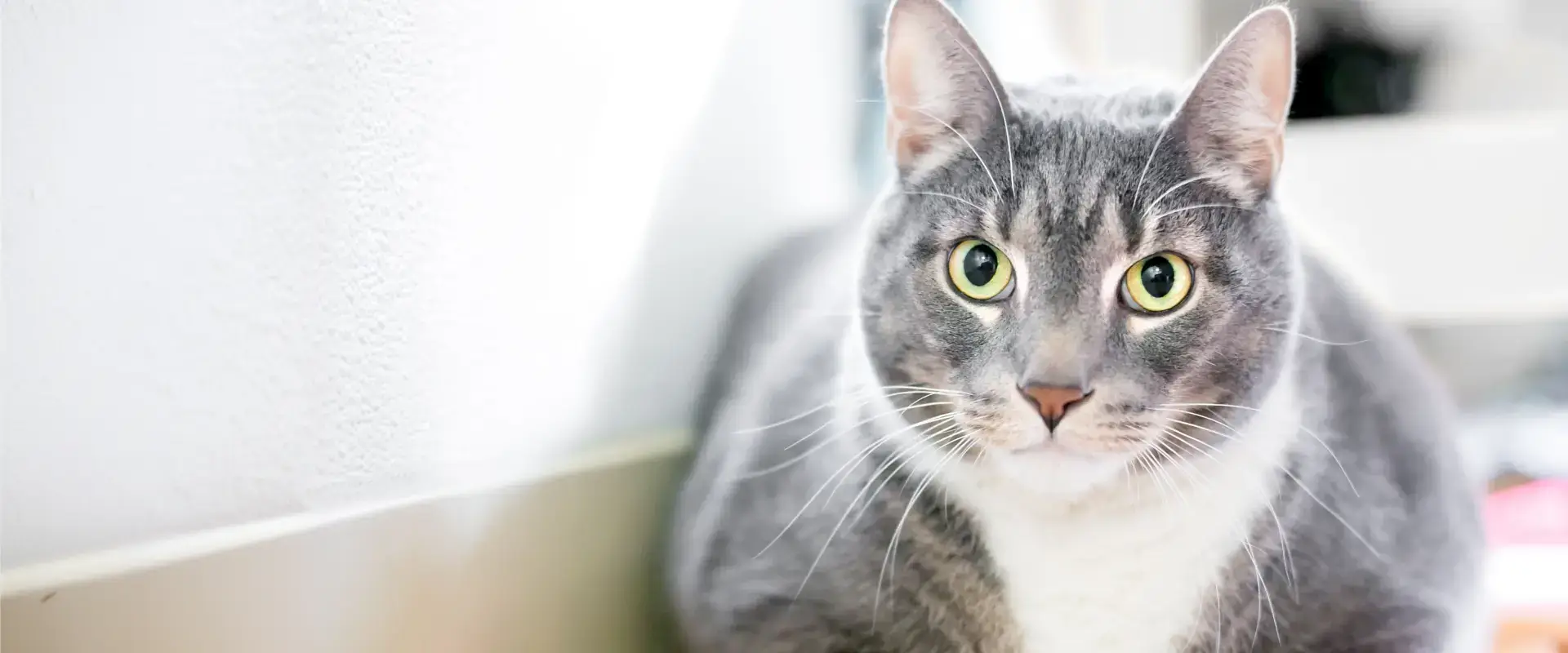 A cat looking towards the camera