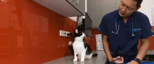 A cat with an RSPCA representative