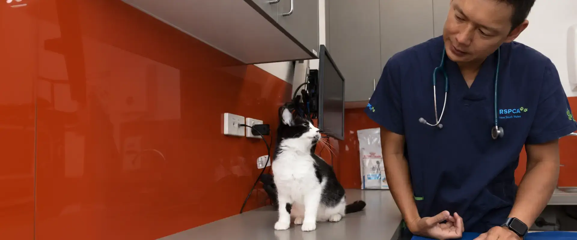 A cat with an RSPCA representative