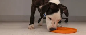 A dog eating from its bowl