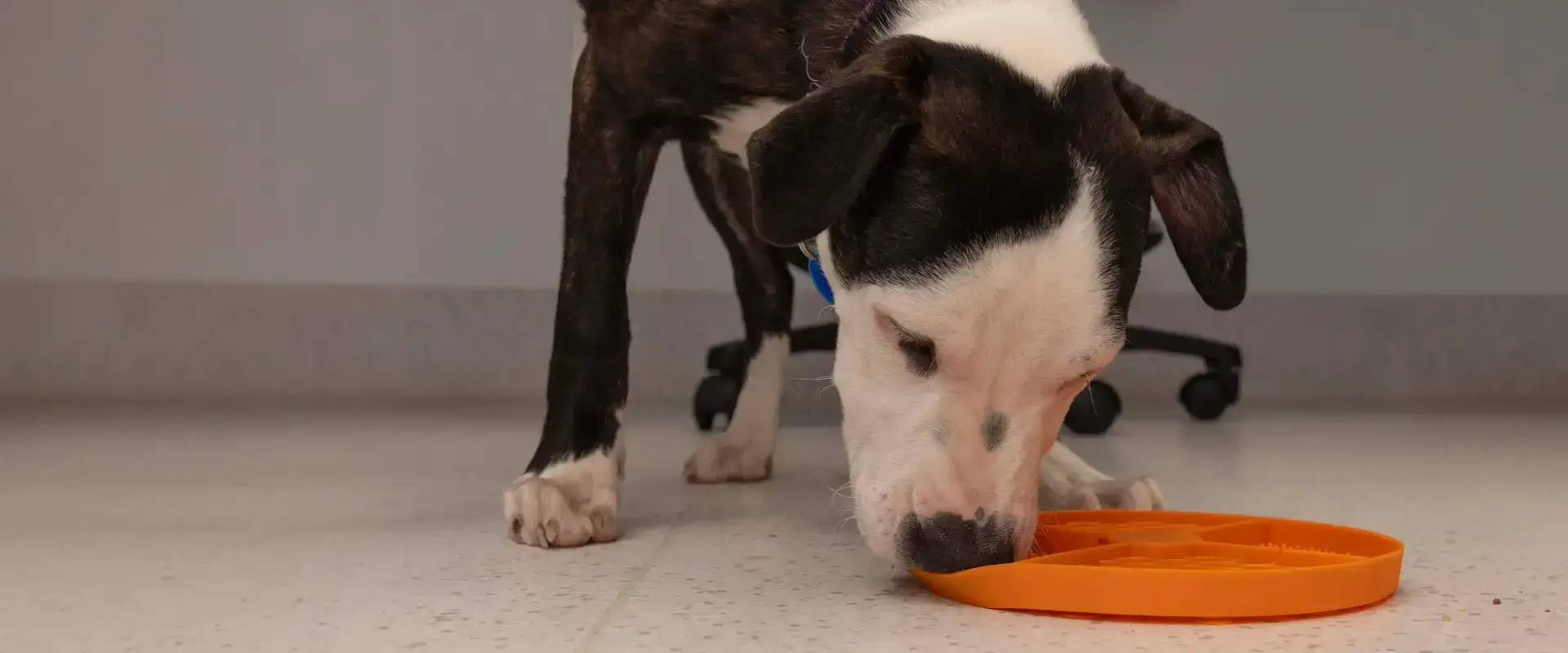 A dog eating from its bowl