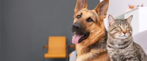 A dog and a cat sitting together